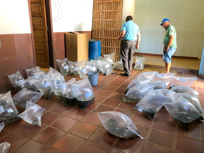 CERCA DE 7 MIL ALEVINOS SÃO ENTREGUES PELA SECRETARIA DE AGRICULTURA.